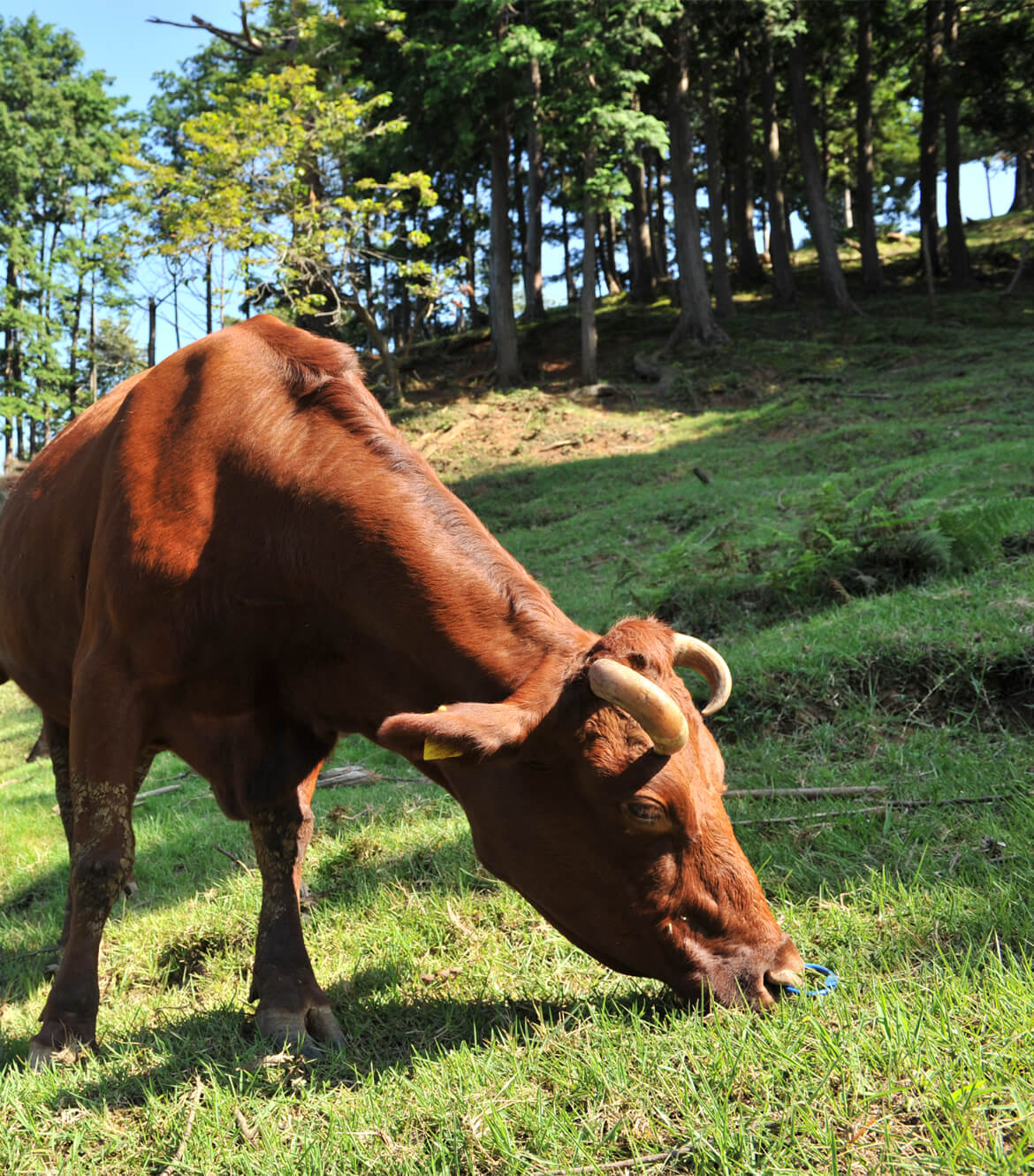 生産者さんと共に、京都の地産地消を支える新しいブランド和牛を開発