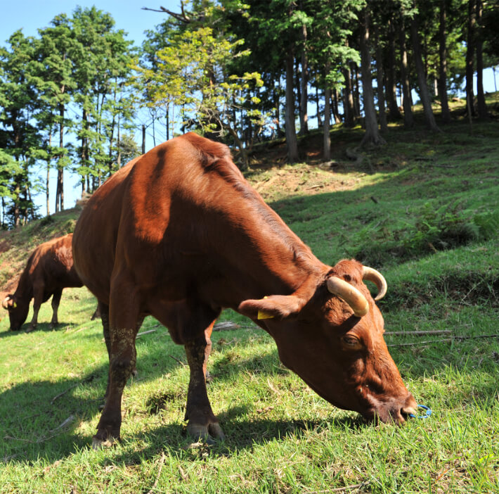 生産者さんと共に、京都の地産地消を支える新しいブランド和牛を開発
